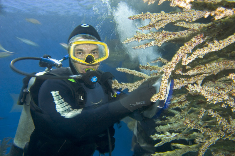 A diver scrubs artificial coral underwater