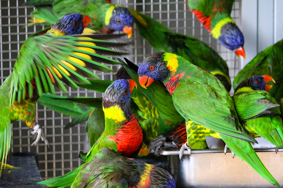 Lorikeets gathering together in their enclosure