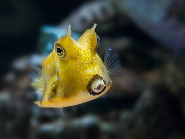 /email_images/PC-Breakfast-Invite-Cowfish.jpg{title}{/calendar:mainimageEV}