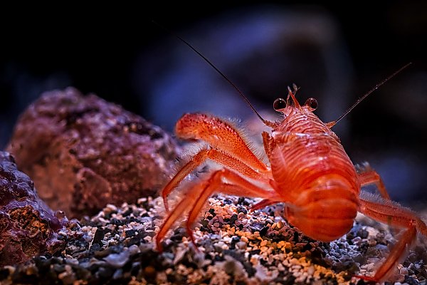 Pelagic red crab sitting on a rock