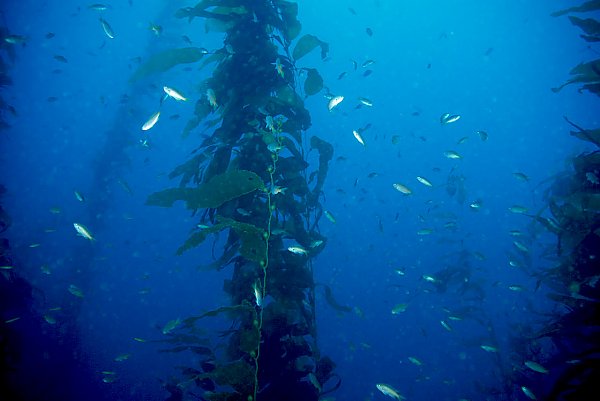 /images/events/Kelp_forest_with_fish_Ken_Kurtis.jpg{title}{/calendar:mainimageEV}