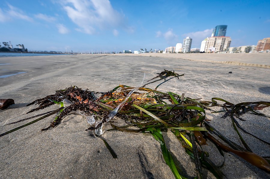 closeup of seaweed on the beach with a strand of plastic