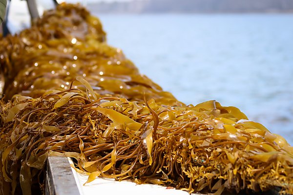 Kelp and seaweed on the deck of a boat
