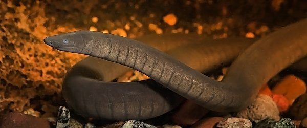 Rio Cauca Caecilian