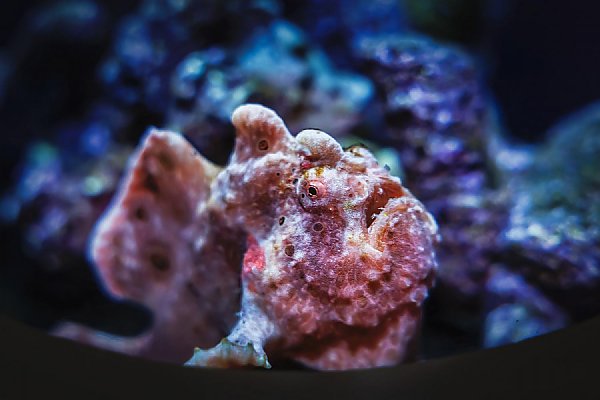 frogfish rests on bottom of exhibit