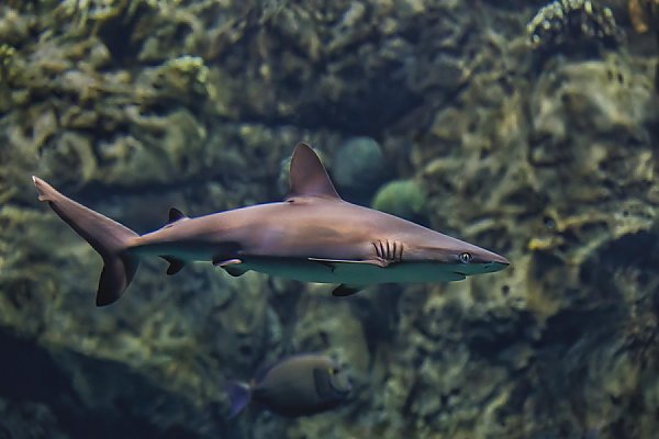 Gray Reef Shark in Tropical Reef