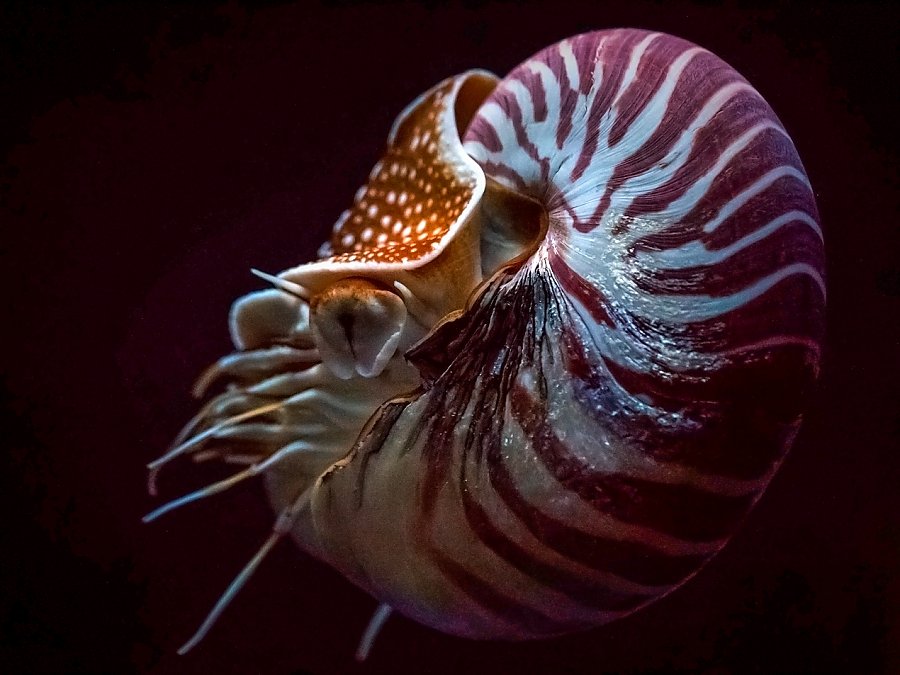 Chambered Nautilus on black background