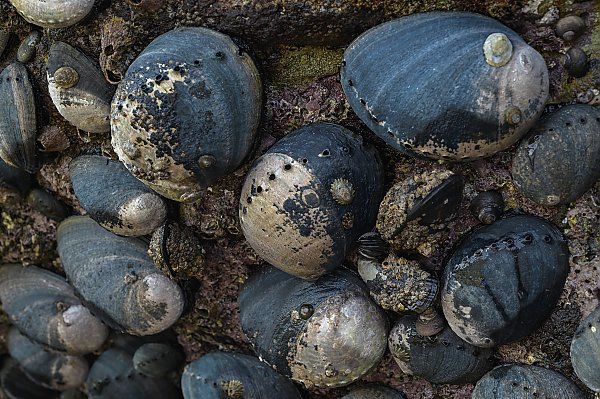 Black Abalone