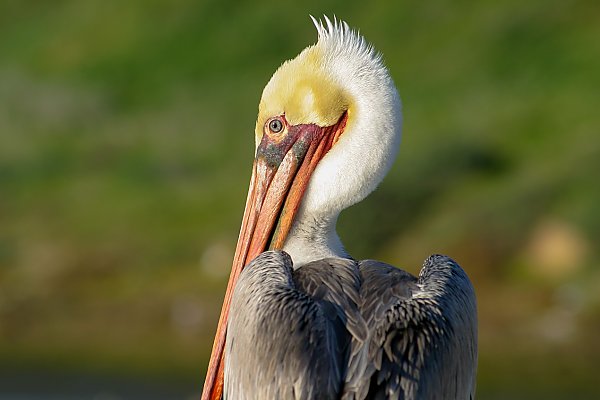 Pelican on green background