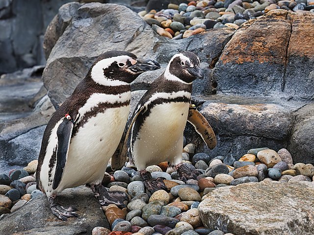 Two penguins standing next to each other on a rocky beach