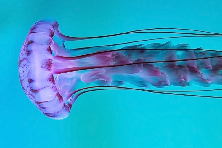 light purple and magenta jellyfish on a turquoise background horizontal