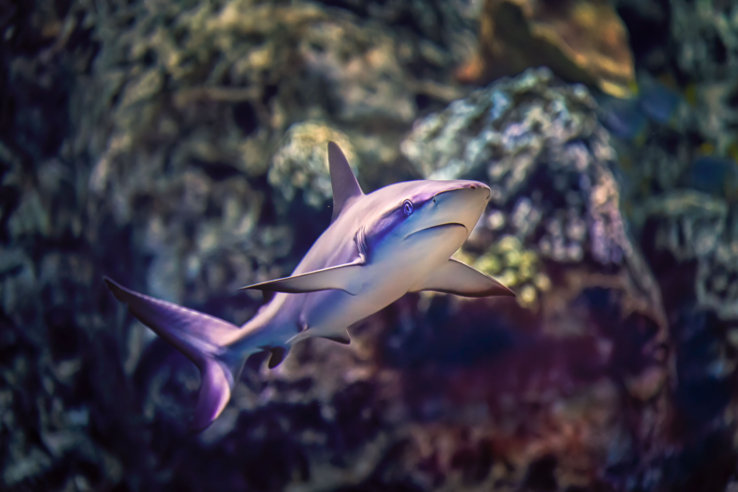 Grey reef shark swimming head on