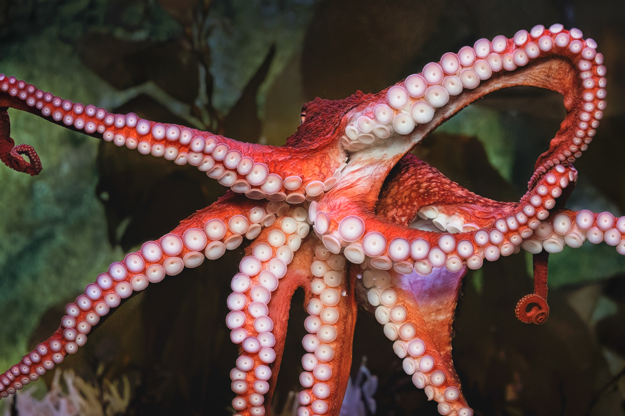 Octopus showing tentacles and body