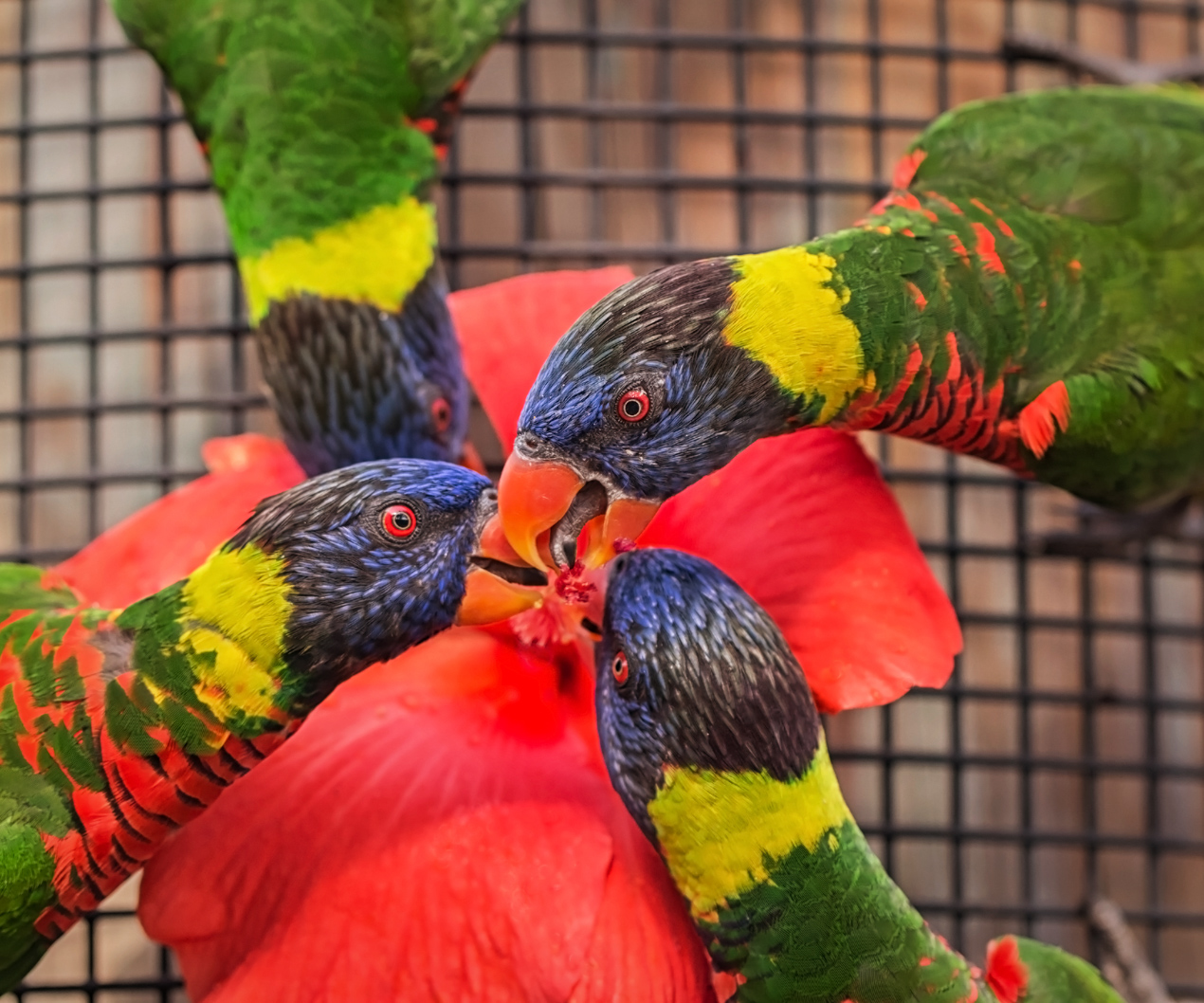 Three lorikeets eating same food