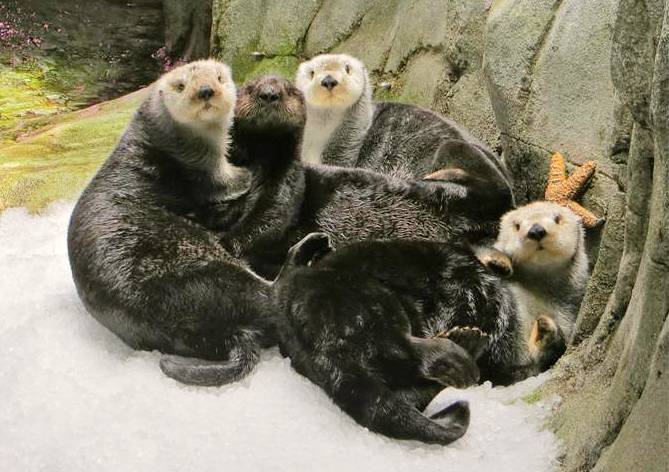 Group of sea otters